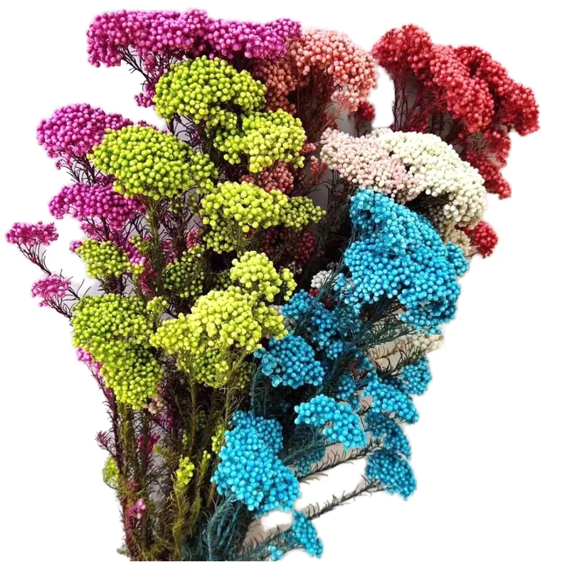 Wholesale Natural Decorative Dried Flowers Plants Low Price Eternal Glycerin Preserved Rice Flower Long Lasting 3-5 Years